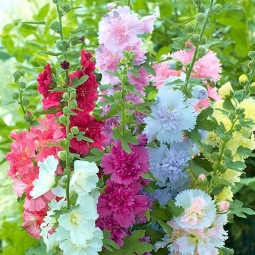 Alcea rosea 'Summer Carnival' Mix - Hollyhock